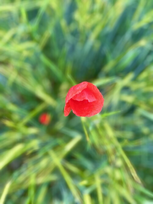 IMG_0614.jpeg