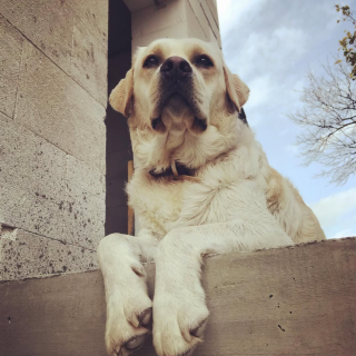 treppen_dino