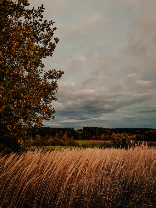 IMG_3841.jpeg