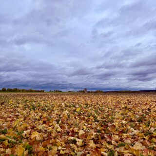 IMG_3919
